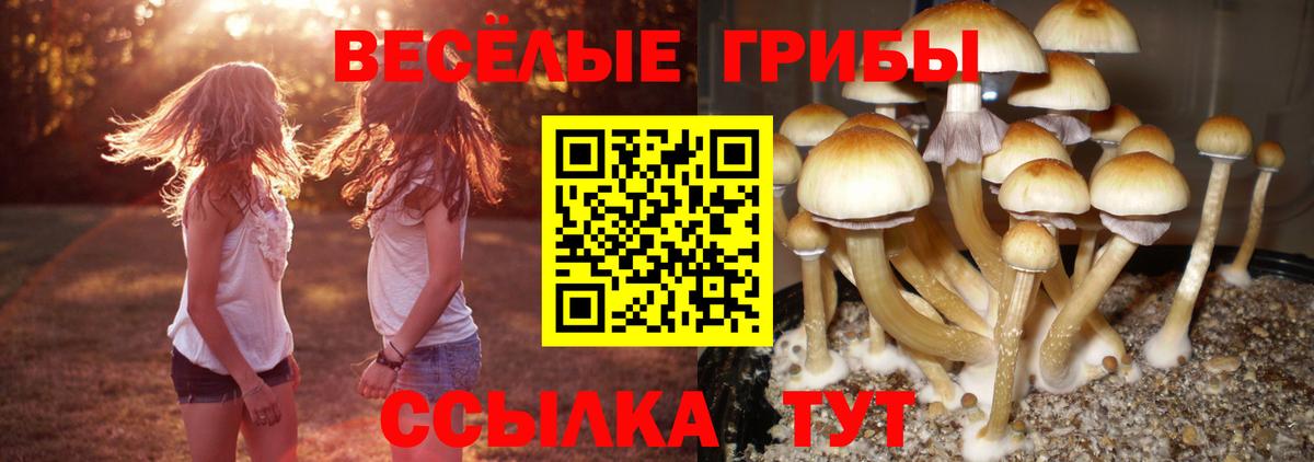 Псилоцибиновые грибы Psilocybine cubensis Артёмовский